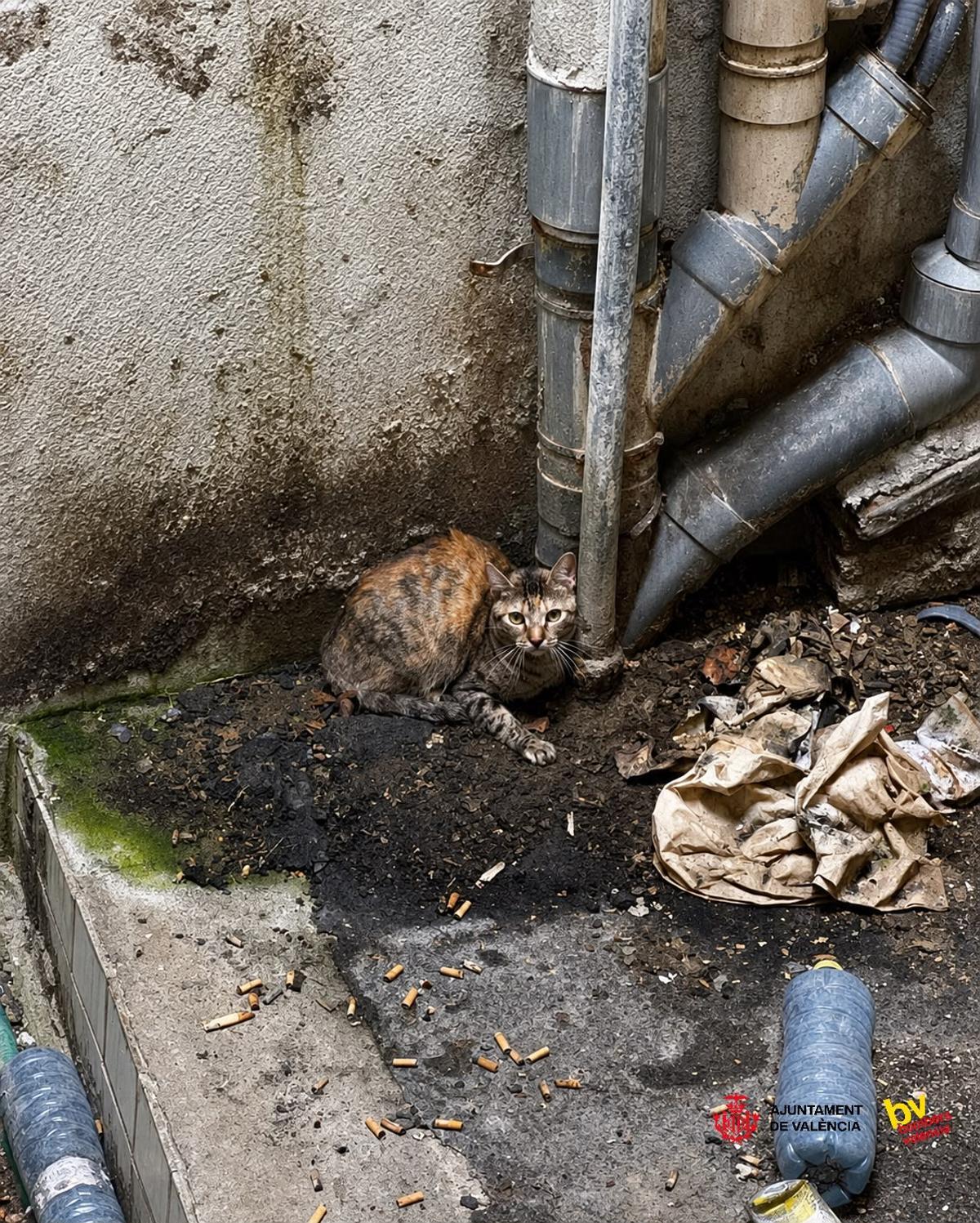 El gato había caído a un patio interior y se veía agitado por la situación