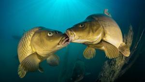 Carp Love, del fotógrafo húngaro Lorincz Ferenc Lorinc, fotografía muy recomendada por el jurado.