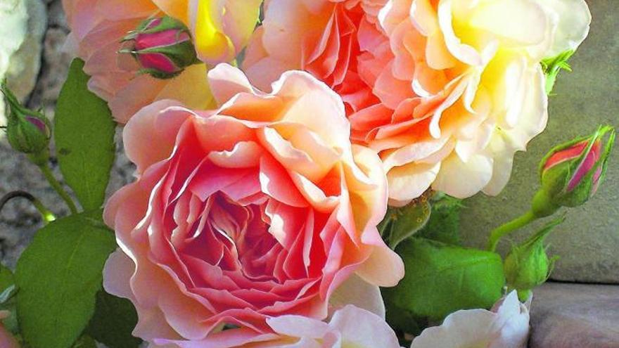 So gesund und üppig fällt die Blüte der Englischen Rose des Züchters David Austin nur nach einem kräftigen Rückschnitt aus.