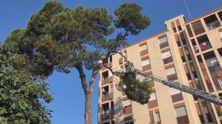 Tala de un árbol monumental por riesgo de caída en València