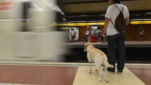 PRIMER DIA EN EL QUE LOS PERROS PUEDEN ENTRAR AL METRO.