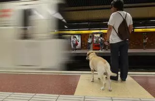¿Cómo tienes que llevar a tu perro en el tren o metro de Madrid?