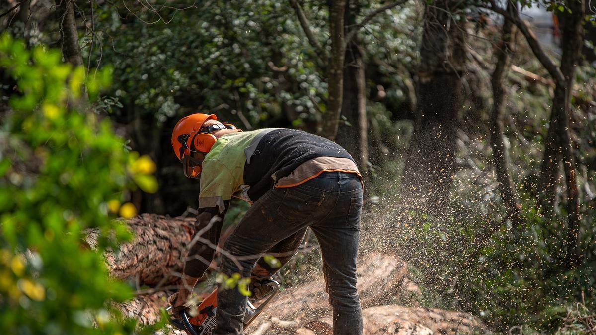 Europa convierte el Moianès en un laboratorio sobre cómo talar árboles para frenar grandes incendios
