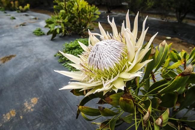 Plantación de proteas