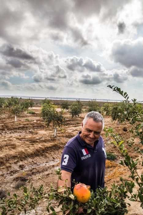 Una familia de agricultores de Elche escoge suelos torrevejenses para cultivar el fruto con denominación de origen