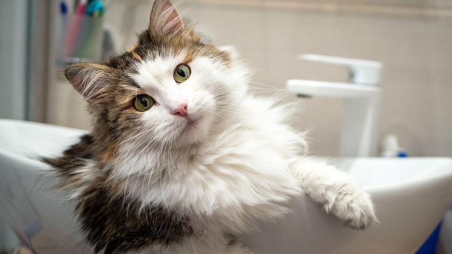 Si tu gato siempre te sigue al baño, no es simple curiosidad