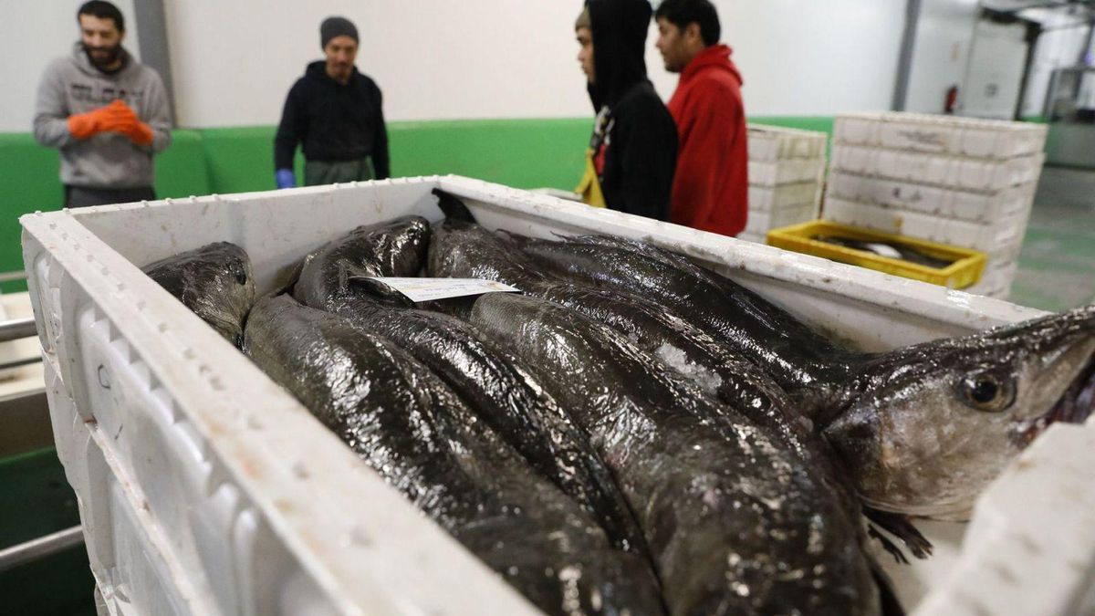 Cajas con merluza en la rula de Avilés.