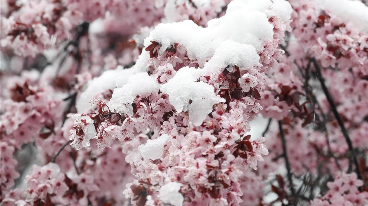 Las flores de un cerezo cubiertas de nieve cerca de Lindencham, Suiza.