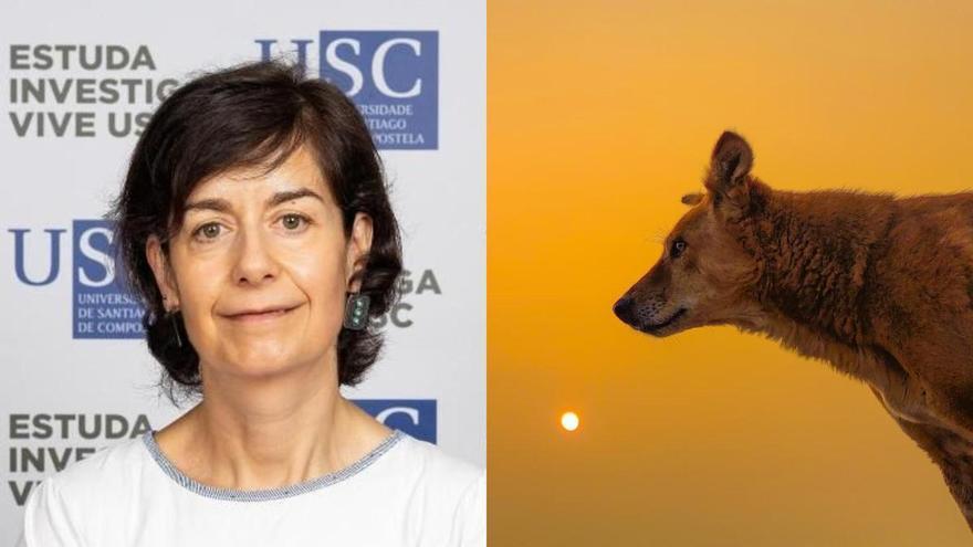 Mercedes Camiña, profesora de Veterinaria de la USC: "El ruido y las aglomeraciones pueden estresar más a los animales que el propio eclipse"