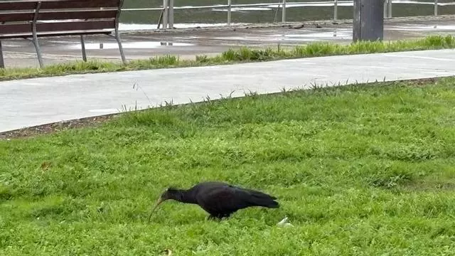 El ibis Canaílla, en las inmediaciones de A Foz do Miñor, en A Ramallosa