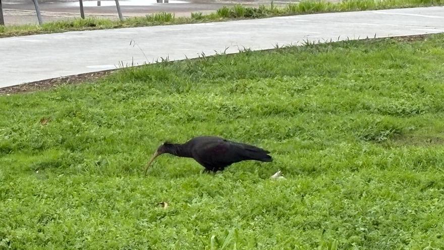 El regreso de Canaílla, el pájaro más famoso e intrépido de A Foz