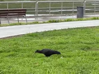 El ibis Canaílla, en las inmediaciones de A Foz do Miñor, en A Ramallosa