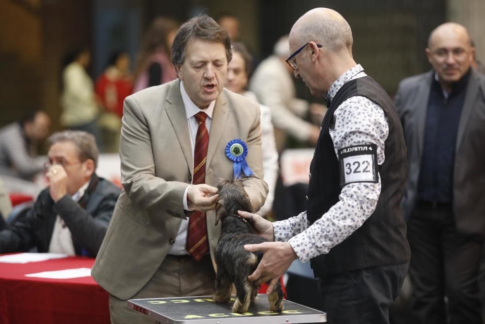 Expocanina 2018