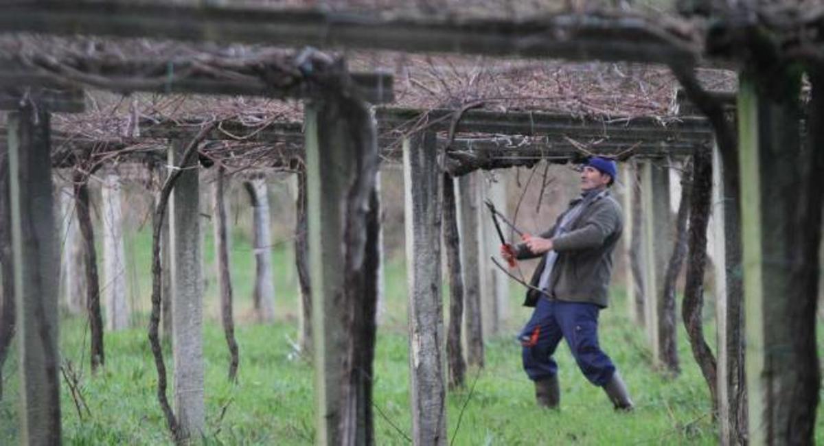 Un hombre se dispone a realizar la poda en sus viñedos, en la comarca de O Salnés.  //  J.L. Oubiña