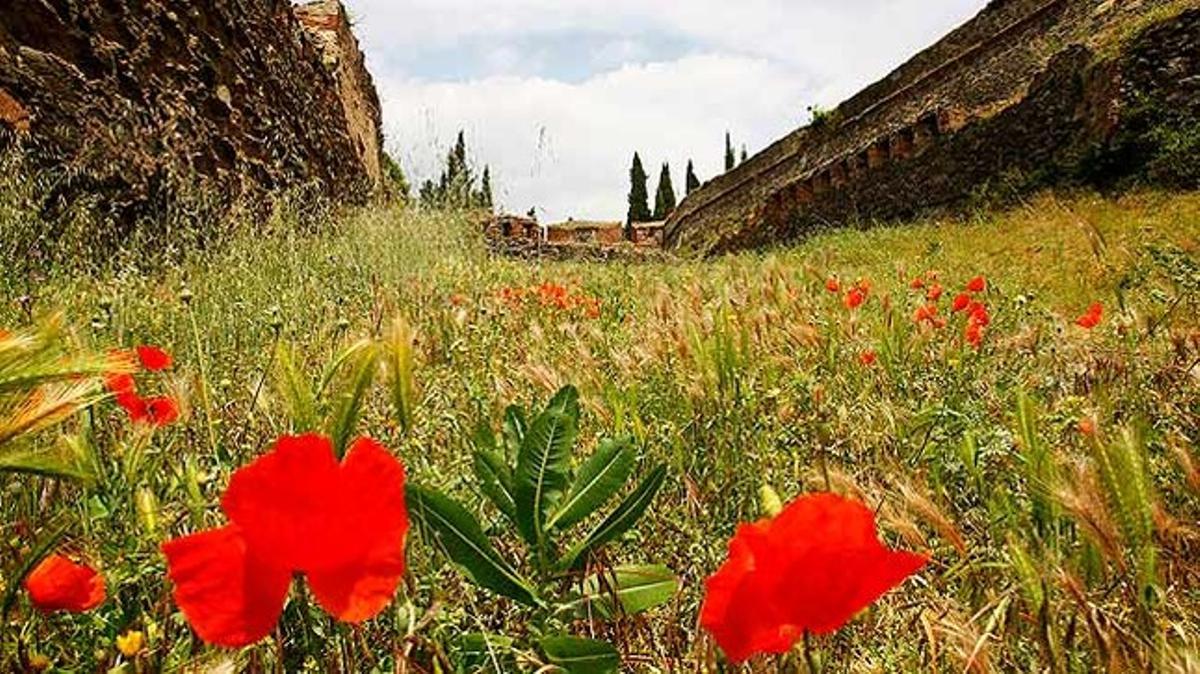 Imatge dels camps florits davant el Castell d’Hostalric.