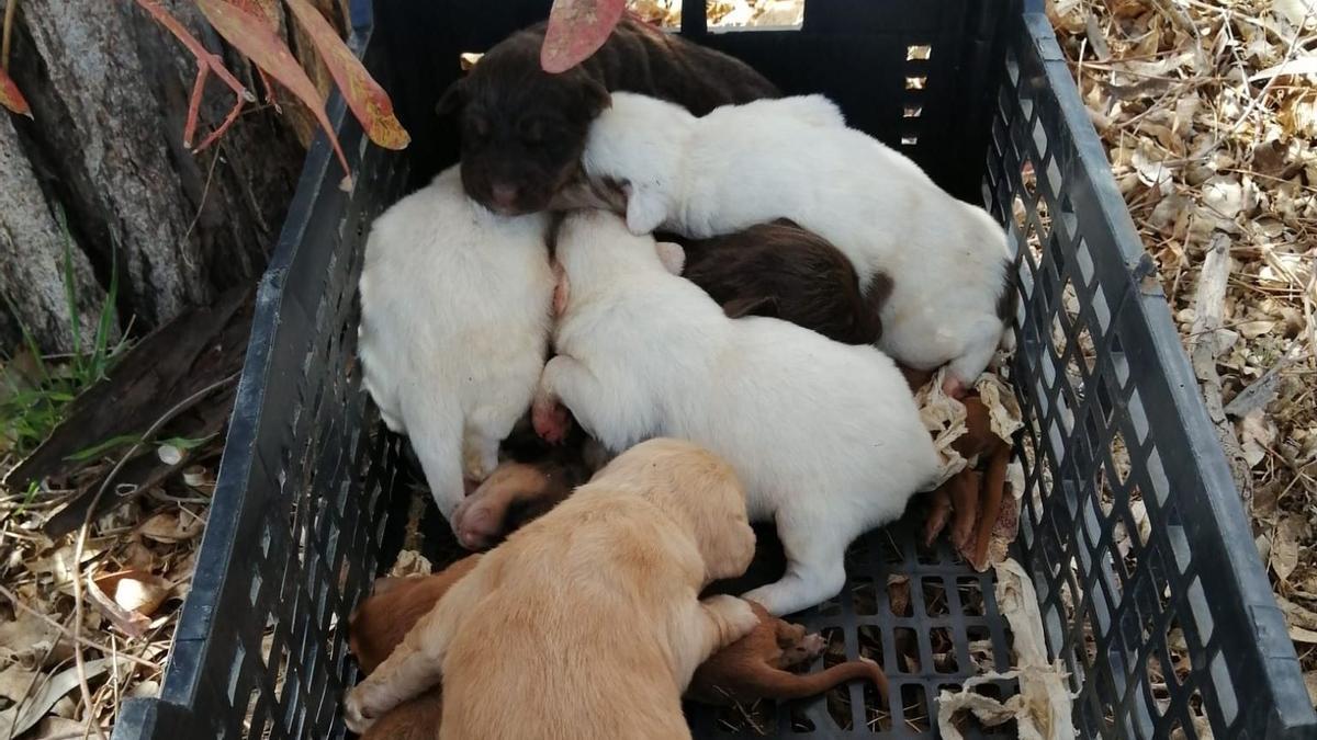 Caja con los perritos, donde fue encontrada.