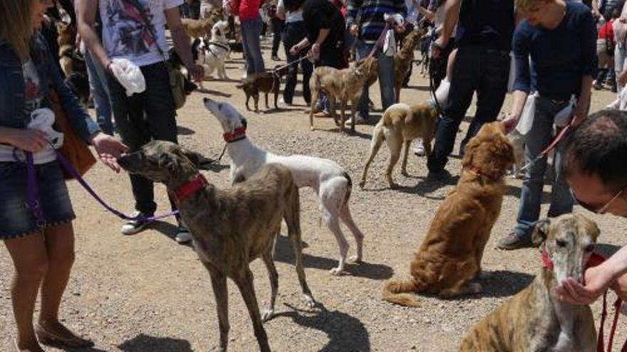 Cuatrocientos perros adiestrados para un récord