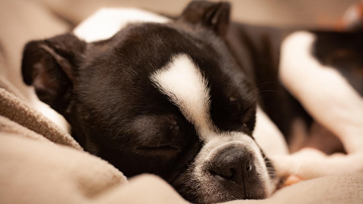 Limpiar la cama de tu perro es una labor que se debe realizar con regularidad.