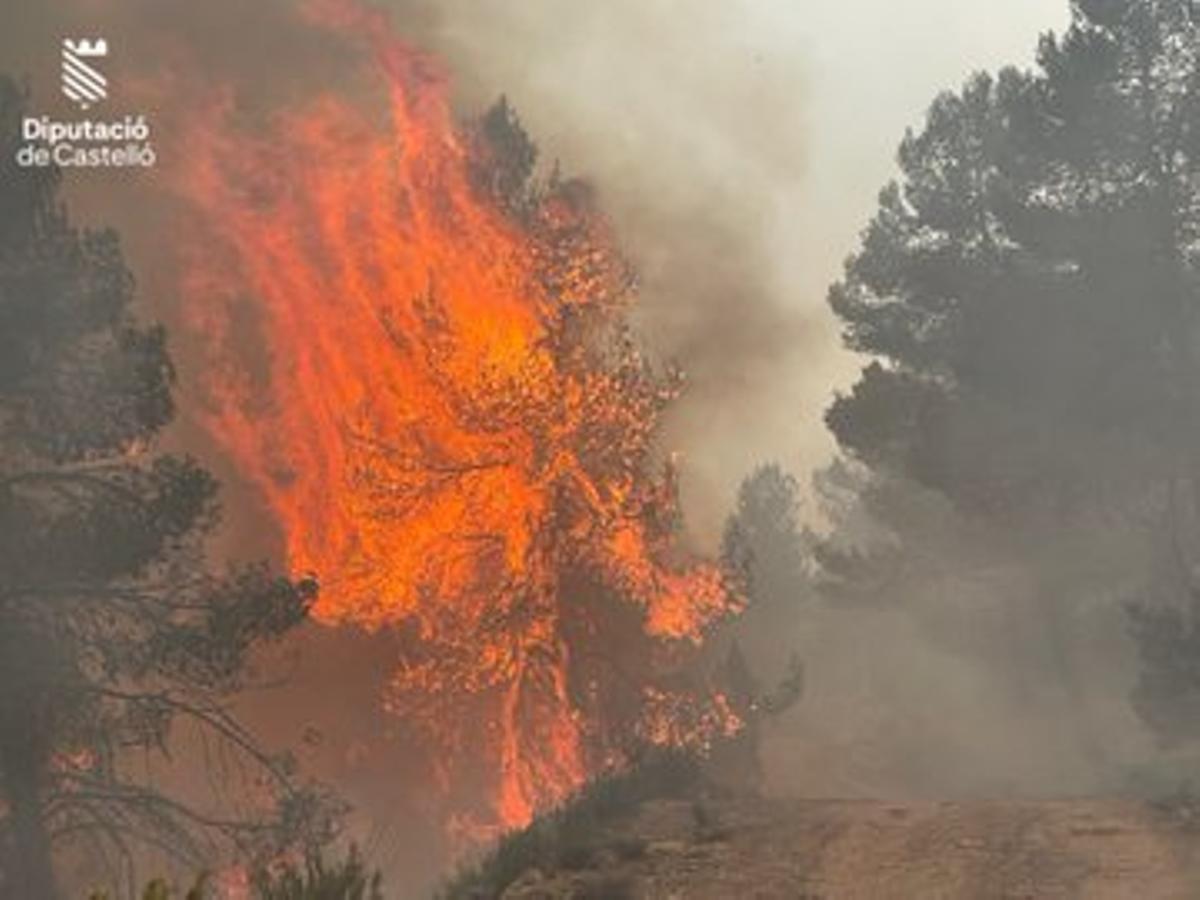 Las llamas, calcinando una zona de pinar en Castellón