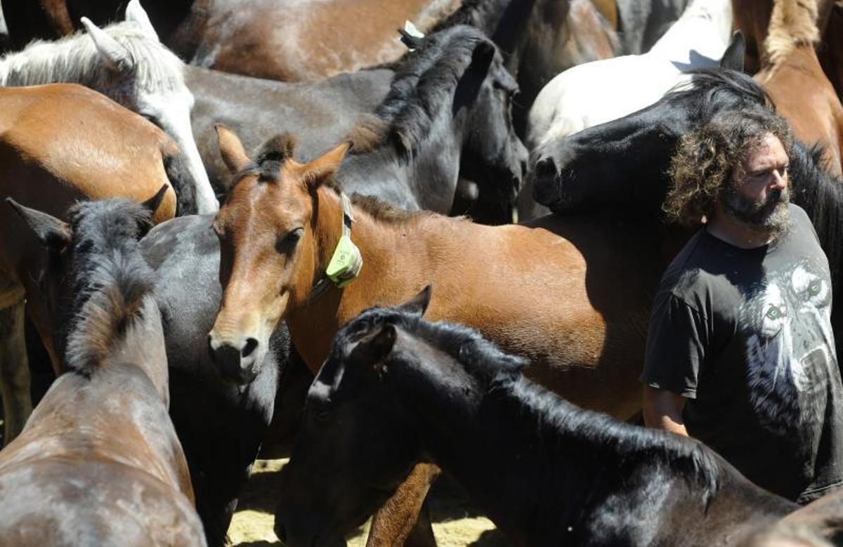 Una yegua con geolocalizador. | //BERNABÉ/JAVIER LALÍN