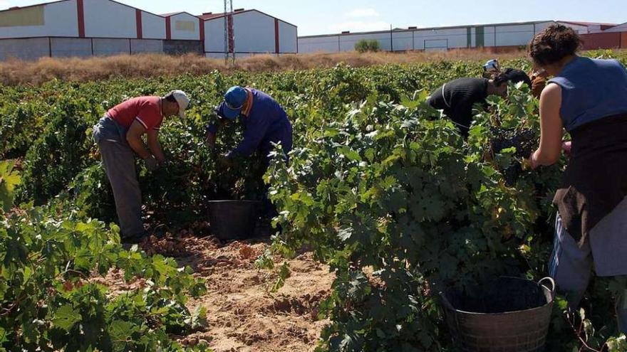 Jornaleros recolectan uva en la Denominación de Origen durante la pasada campaña de vendimia