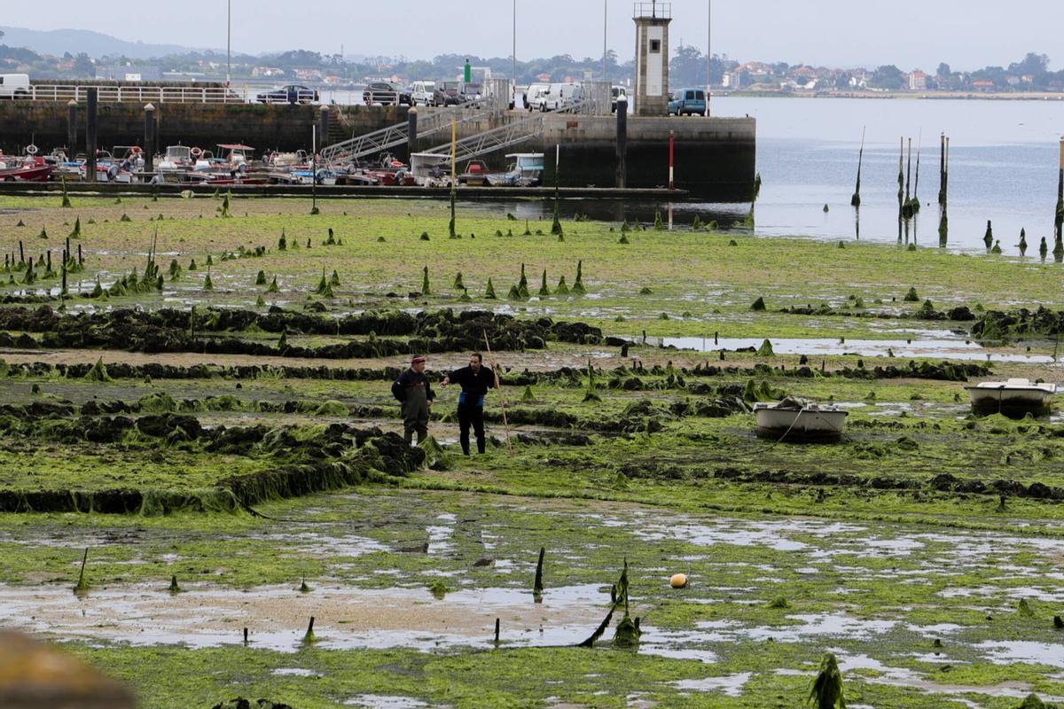 Los parques de cultivo de Carril, invadidos por un denso manto de algas.