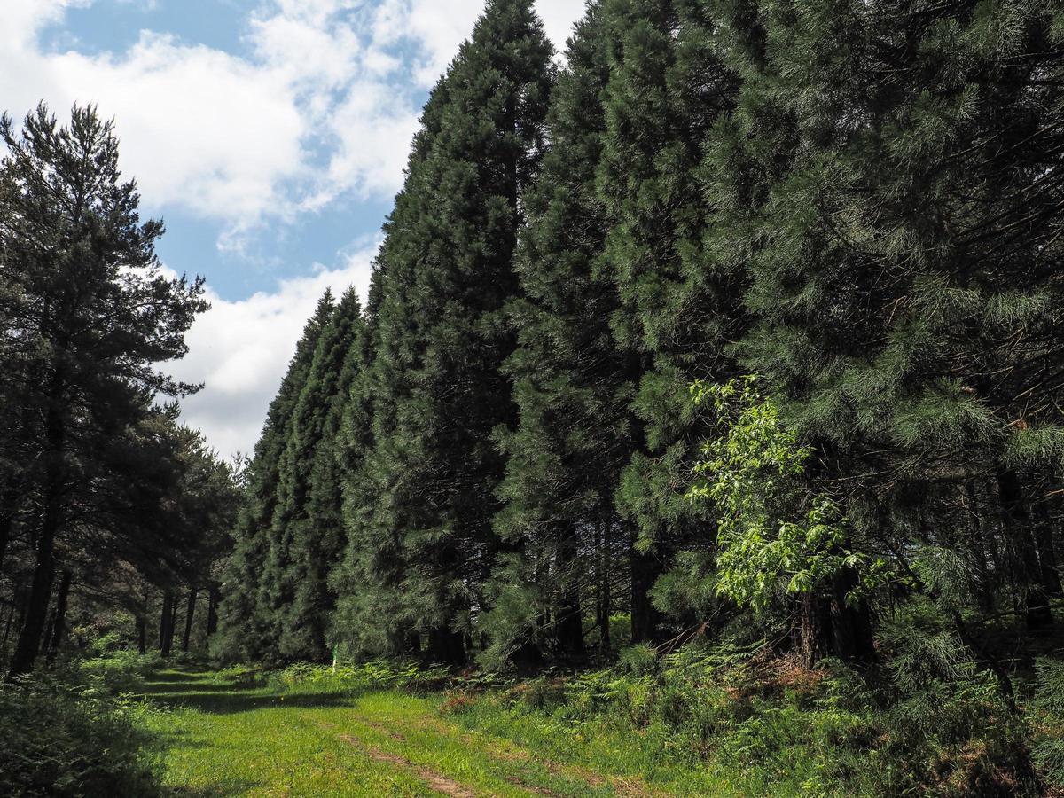 Con 33000 hectáreas, es un bosque de bosque infinitos.