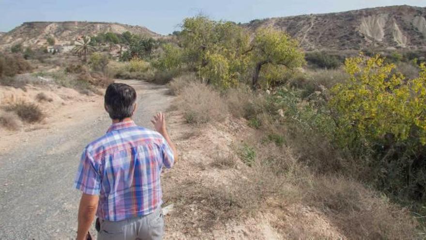 Chopos ilicitanos en tierra de nadie