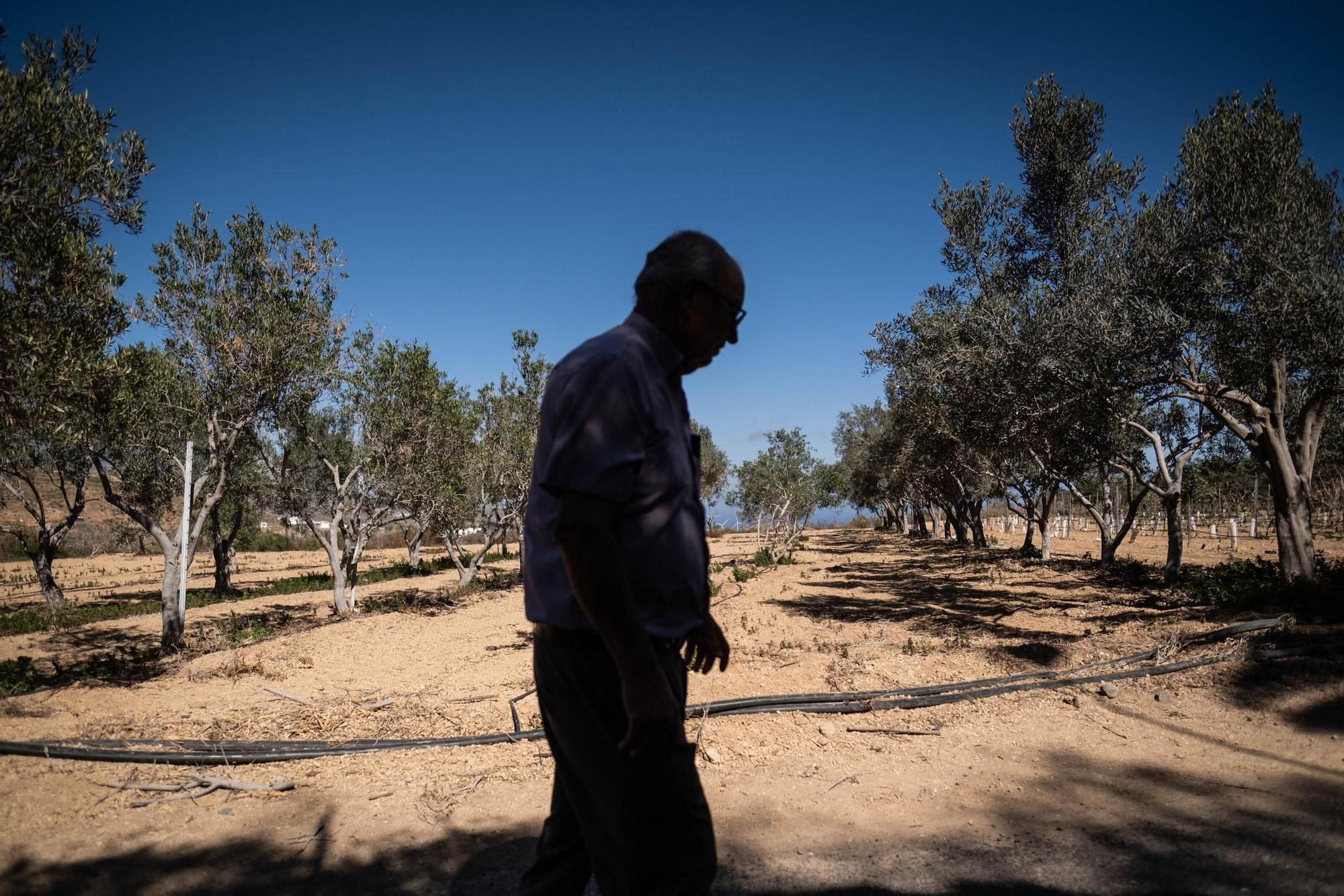 Manuel Marrero. agricultor afectado por la sequía