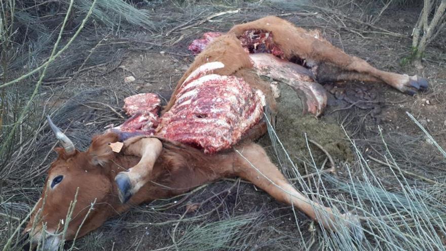 El cadáver de una res atacada por lobos en una explotación ganadera de Codesal