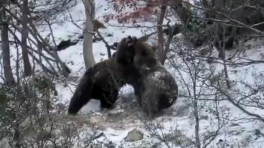 Primer nacimiento de osos en el Pirineo occidental en 15 años