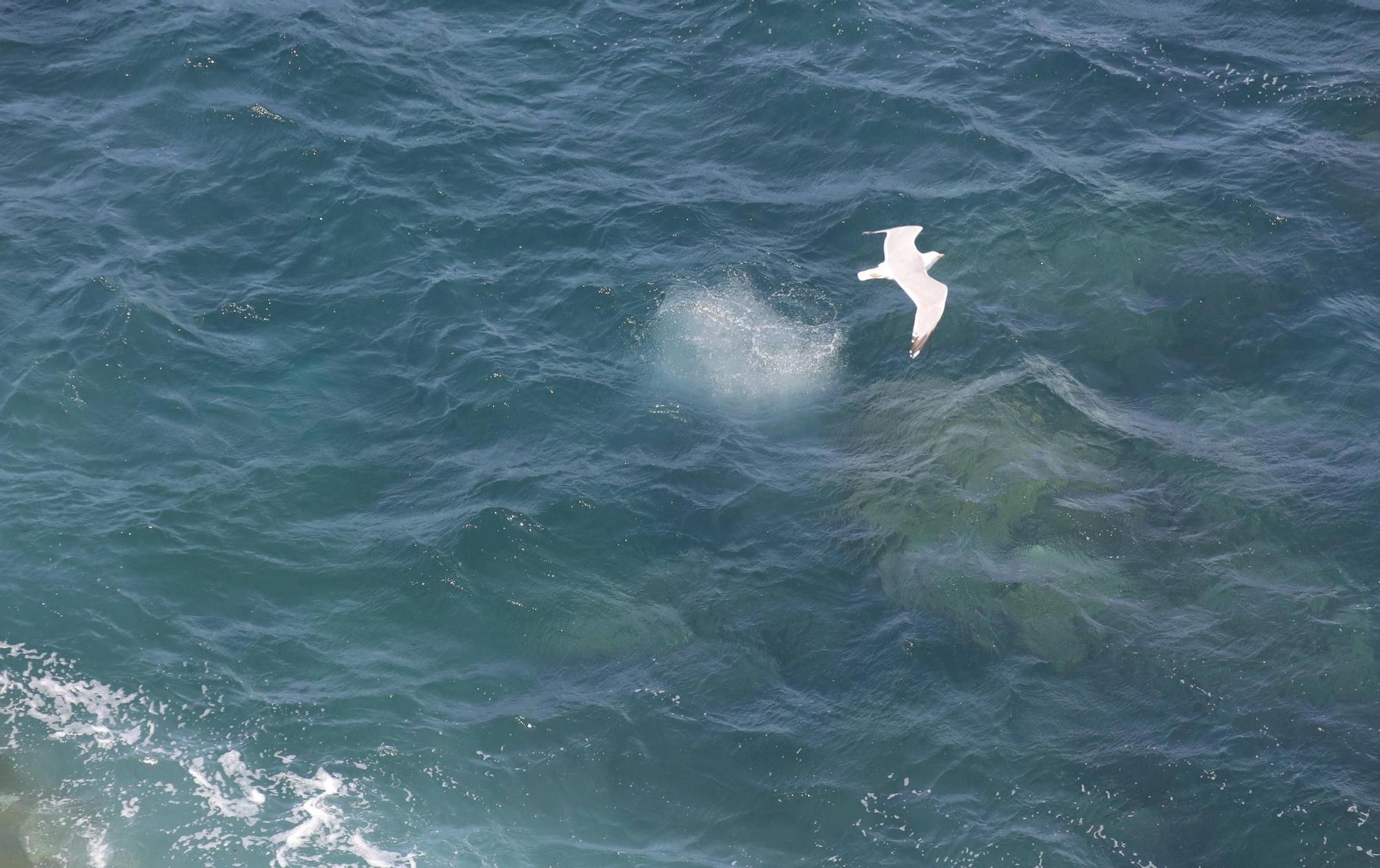 En imágenes: Así fueron las labores de desactivación de tres obuses en la costa de Gijón