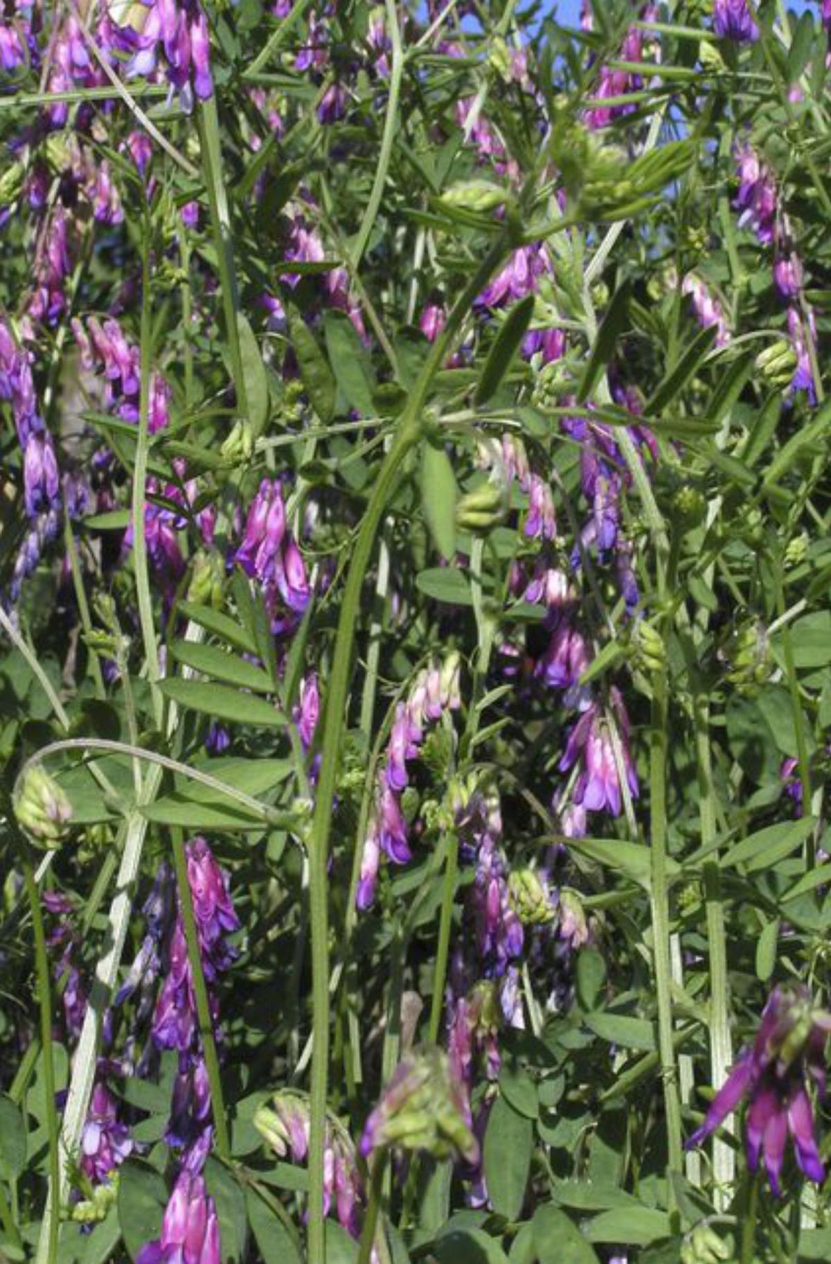 «Vicia eriocarpa». | FdV