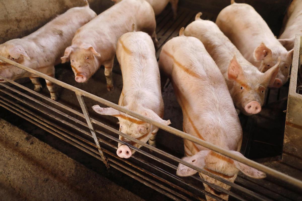 Imatge d'arxiu de porcs d'engreix en una granja gironina.