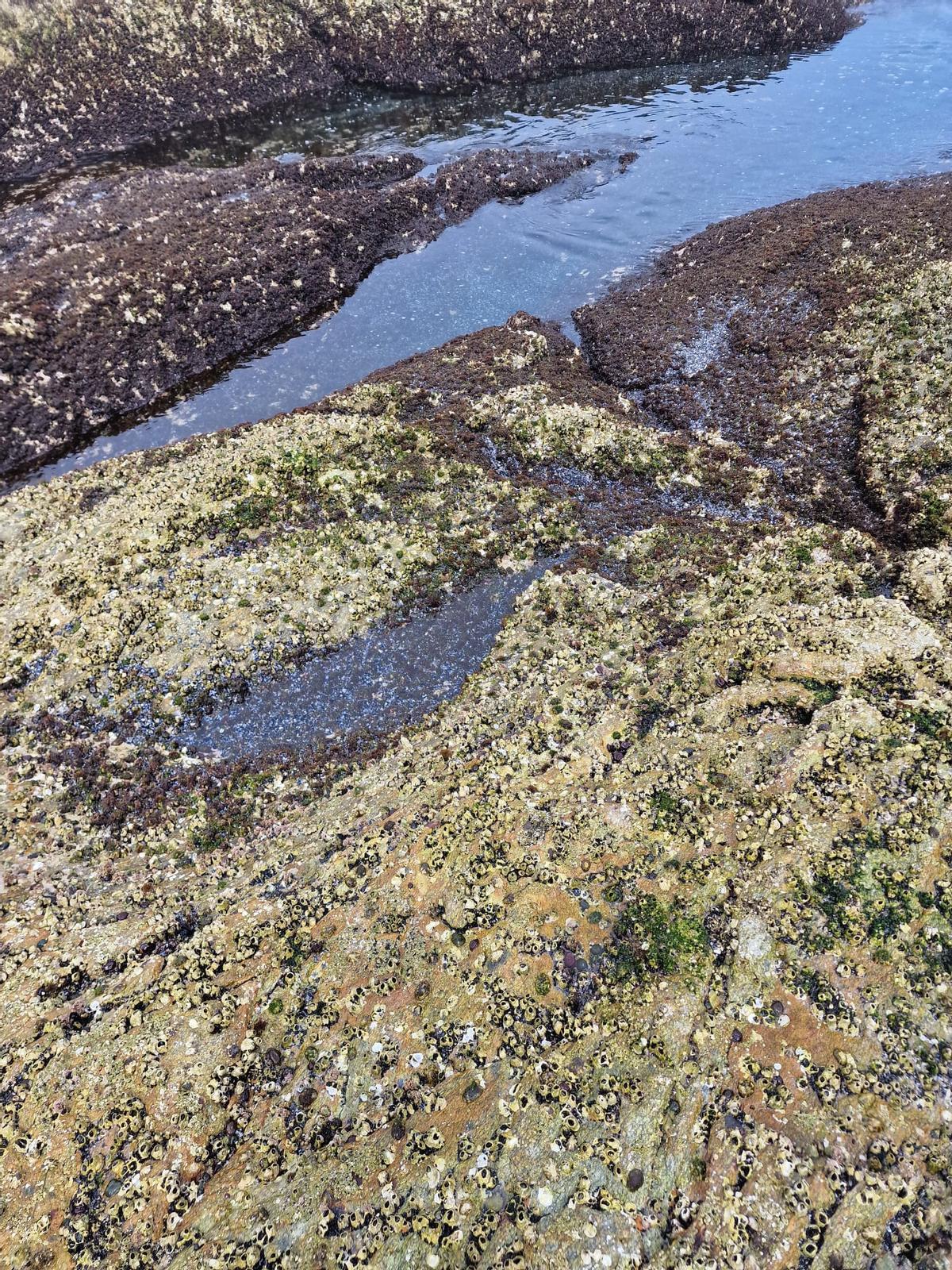 Una zona rocosa de Ons prácticamente limpia y sin vida en su superficie.