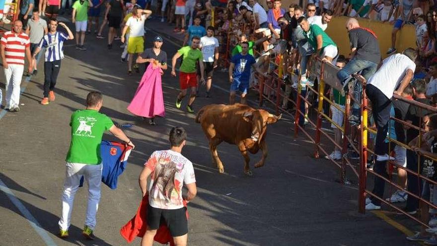 El encierro de novillos y la Vaca de la Sangría.