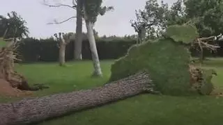 Cómo mueren los árboles