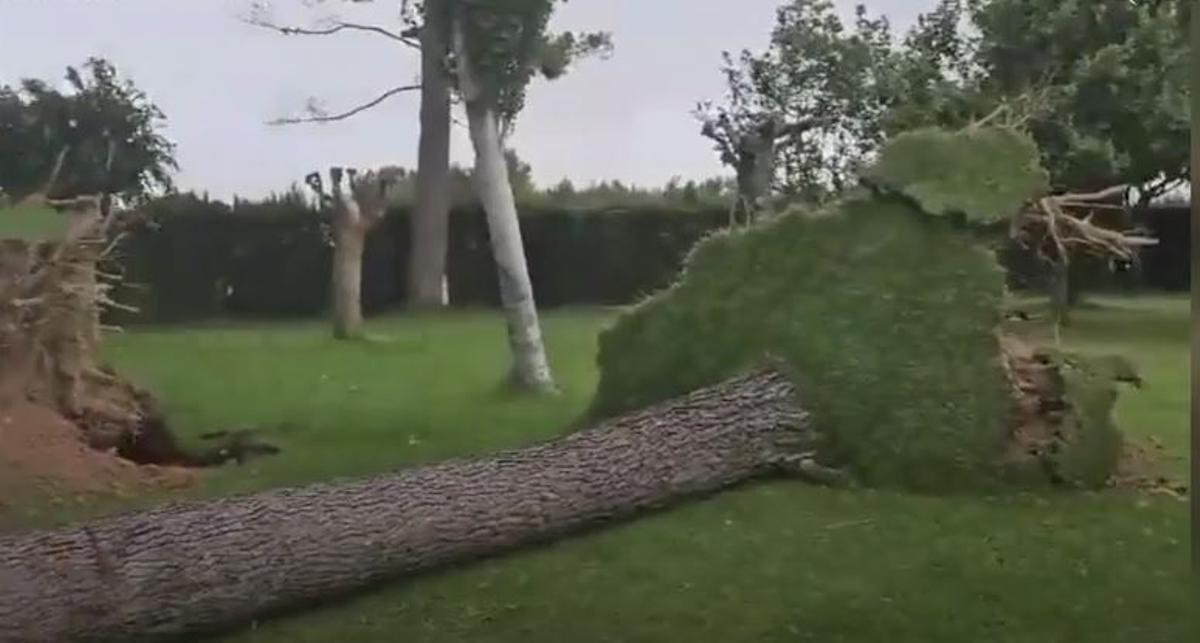 Árbol derribado en Villena