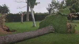 Árbol derribado en Villena