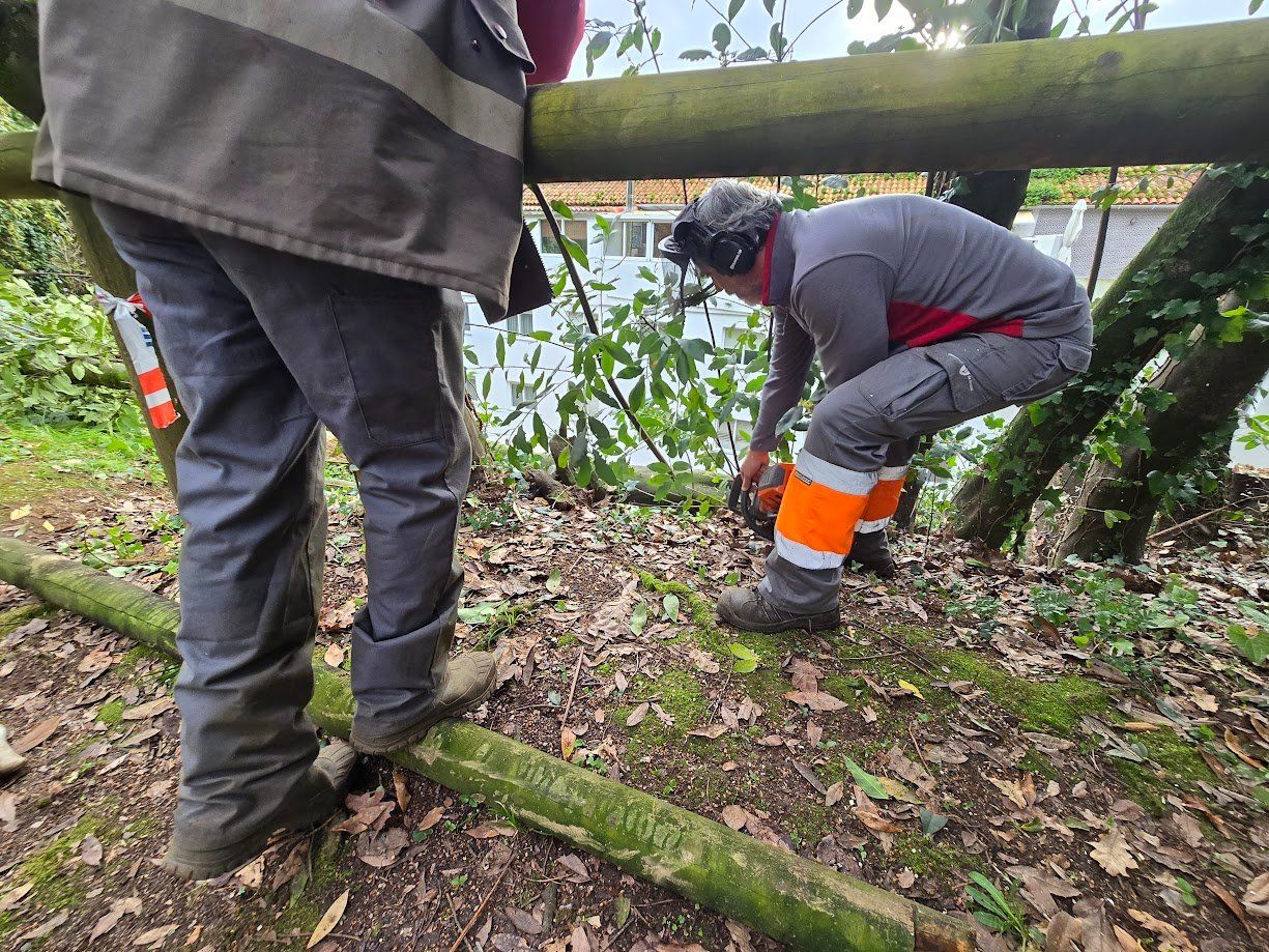 La tala de árboles en el Parque Valdés Bermejo para garantizar la seguridad ciudadana.