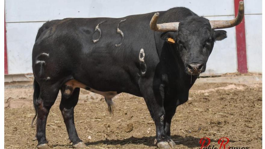 Las fotos de los 17 toros que exhibirá l&#039;Alcora en las fiestas del Cristo: uno a uno