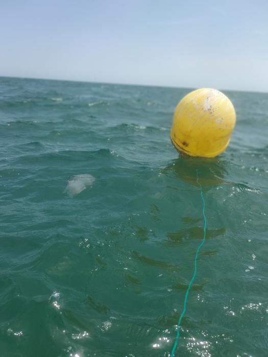 Avistan decenas de medusas en la playa de El Saler