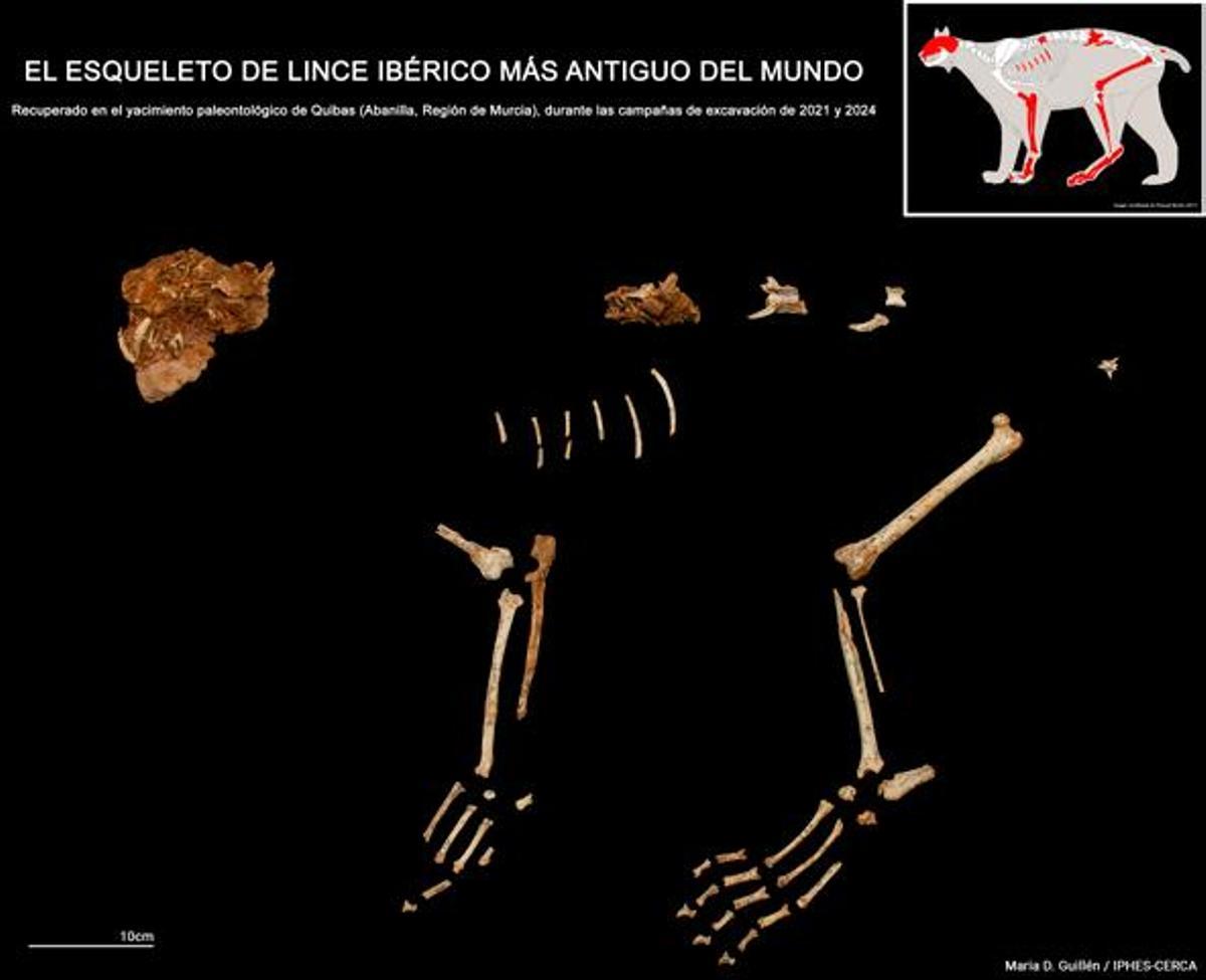 Esqueleto de lince ibérico.