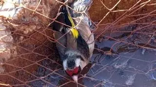 La caza, captura y comercio ilegal de aves en España se reduce en un 50%-74% desde 2020