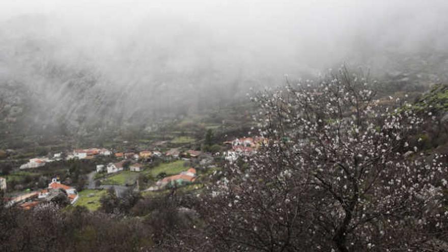 Almendro en flor en Ayacata. | quique curbelo