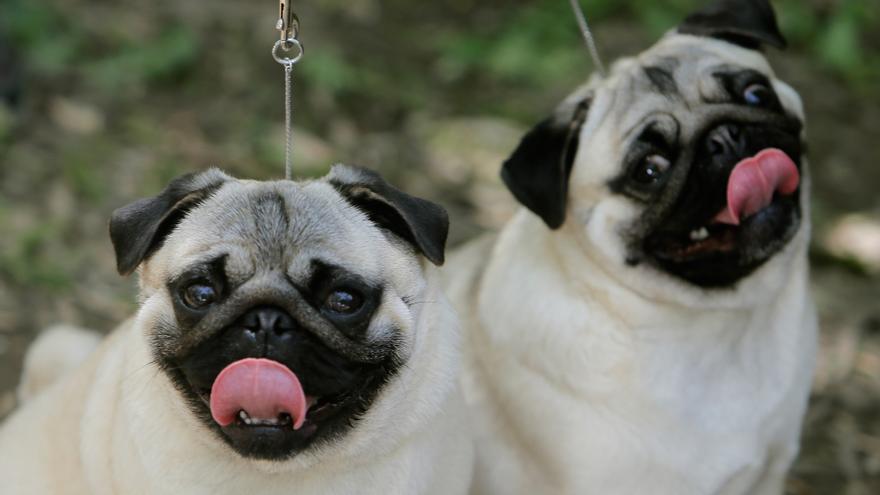 Holanda quiere prohibir los perros carlinos para evitarles sufrimiento físico