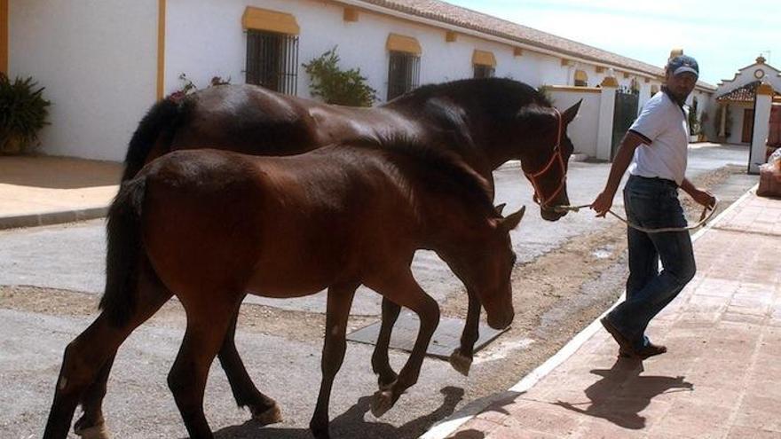 Un cuidador lleva a dos caballos a las cuadras de la finca La Caridad que pertenecía a Juan Antonio Roca.