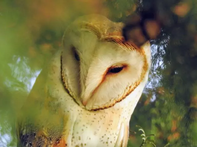 Esta es la avifauna que se puede ver en el casco urbano de Plasencia