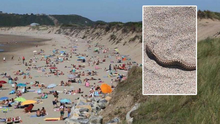 Una plaga de víboras alerta a los visitantes de las dunas del Espartal