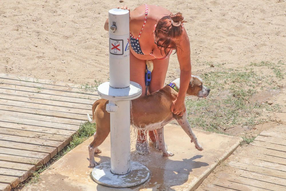 Los bañistas aseguran que no están en contra de la medida pero reclaman que se zonifique la playa para usuarios con perros y sin perros